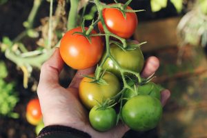 Caporalato nel settore agroalimentare project work master giuristi in azienda