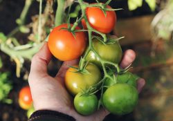 Caporalato nel settore agroalimentare project work master giuristi in azienda